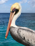 Pelican by Julie DeRice on GIANT ART - coastal photography