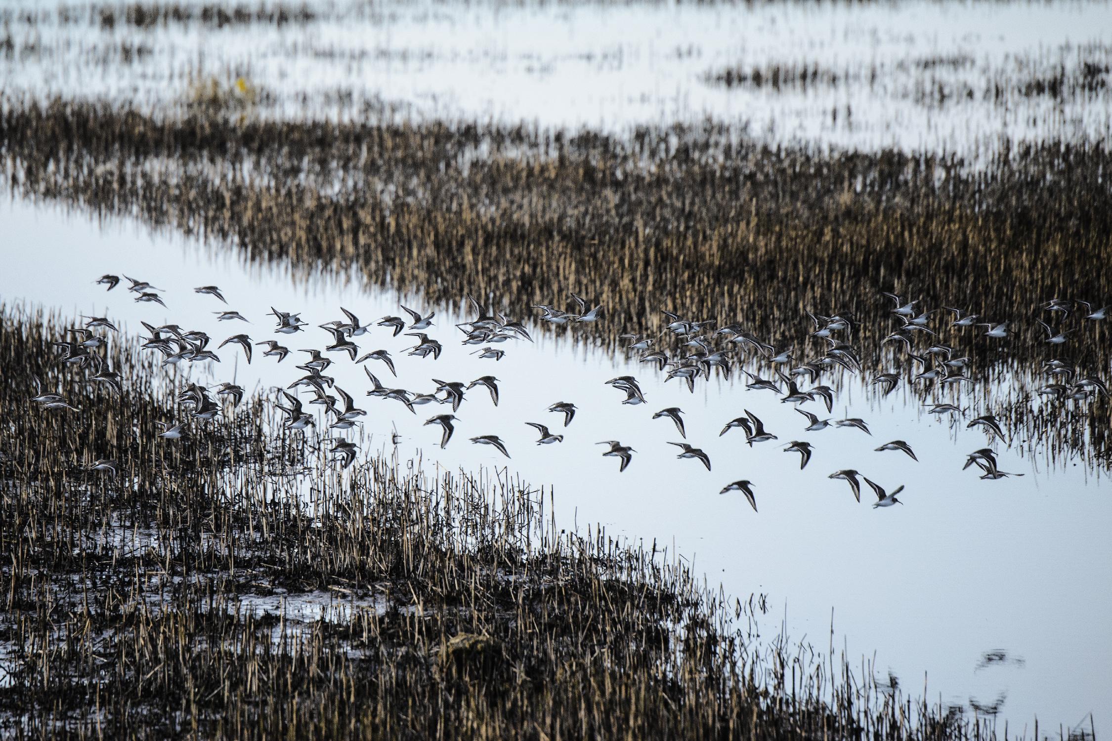 Flock by Nancy Crowell on GIANT ART - blue landscape