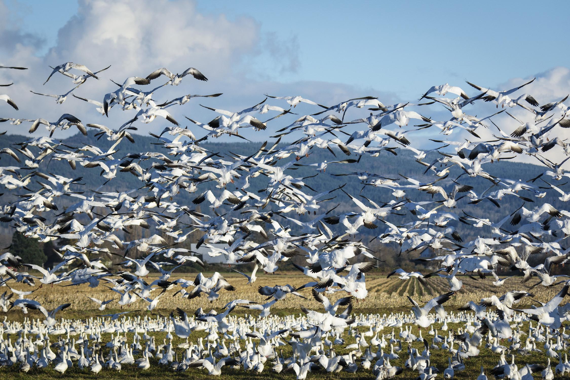 Takeoff by Nancy Crowell on GIANT ART - beige landscape