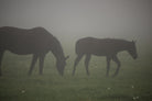 Photograph 3 by Nancy Crowell on GIANT ART - grey animals