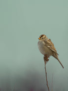 Perch by Nancy Crowell on GIANT ART - greens birds