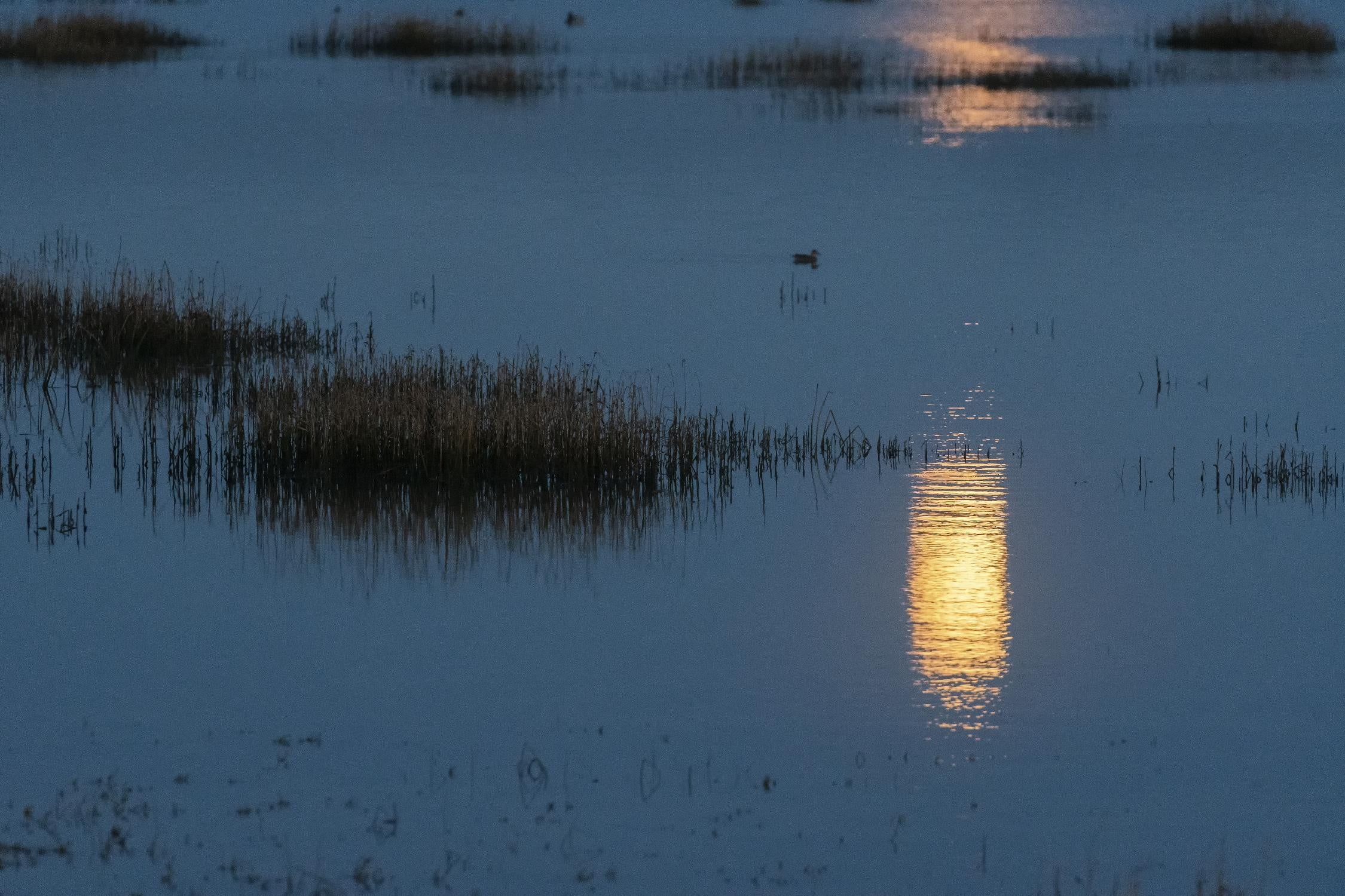 Wetland Moonlight by Nancy Crowell on GIANT ART - scenic