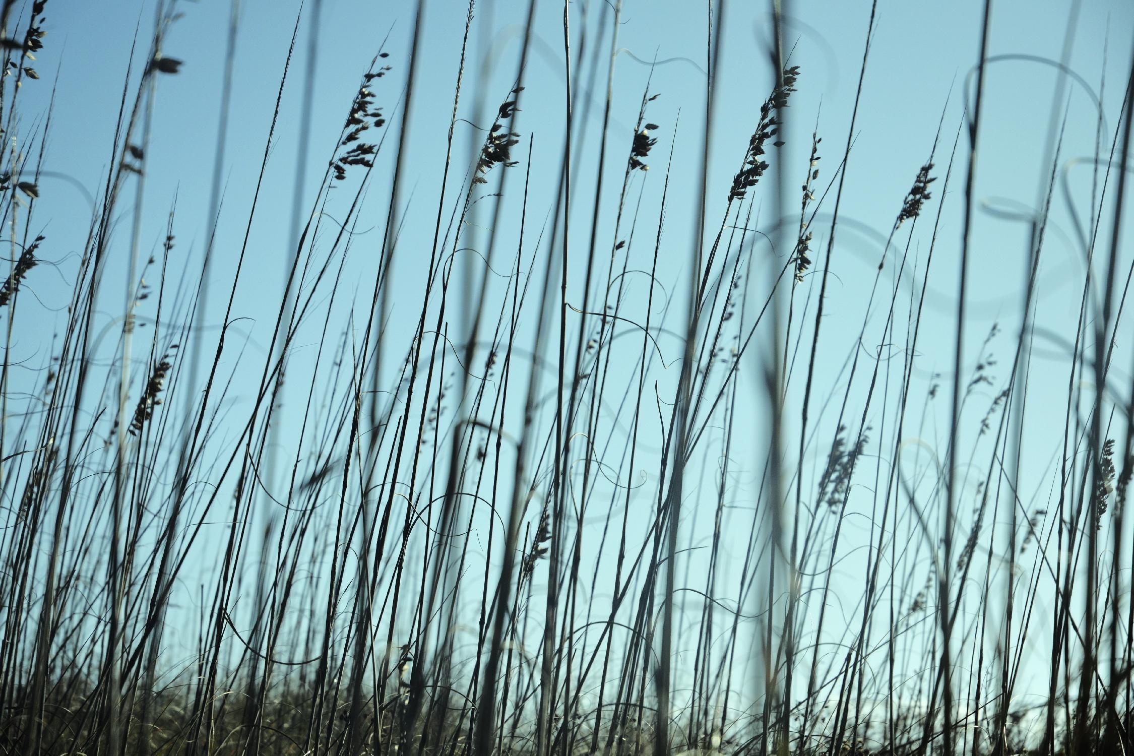 Whispers by Lori Prenner on GIANT ART - beige photo art