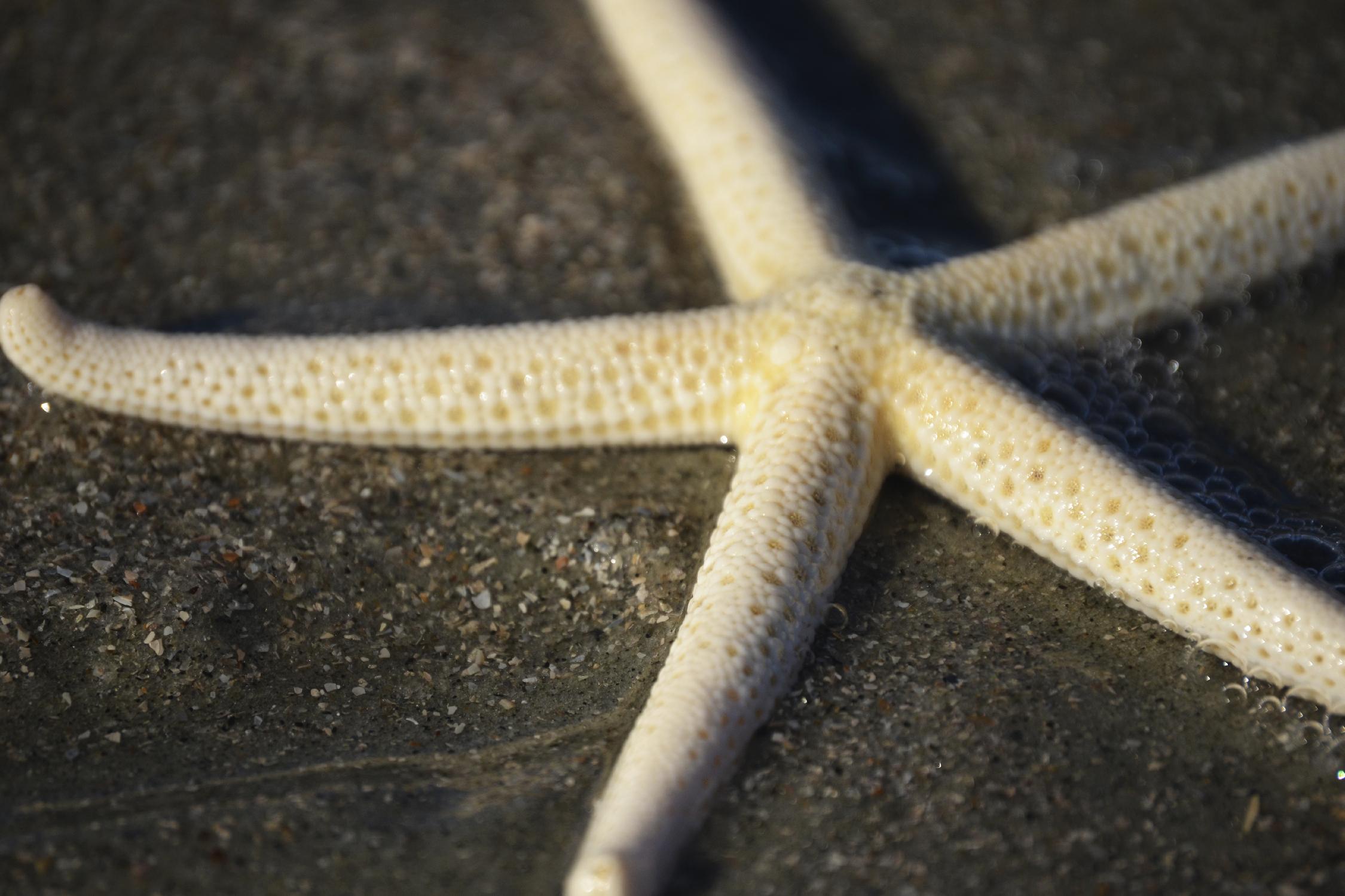 Starfish by Lori Prenner on GIANT ART - brown nautical