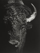 Black Glimpse I by Julie T. Chapman on GIANT ART - animals