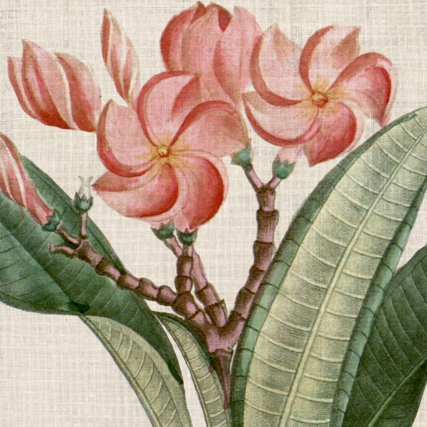 Cropped Turpin Tropicals VII by Vision Studio on GIANT ART - pink botanical & floral nature