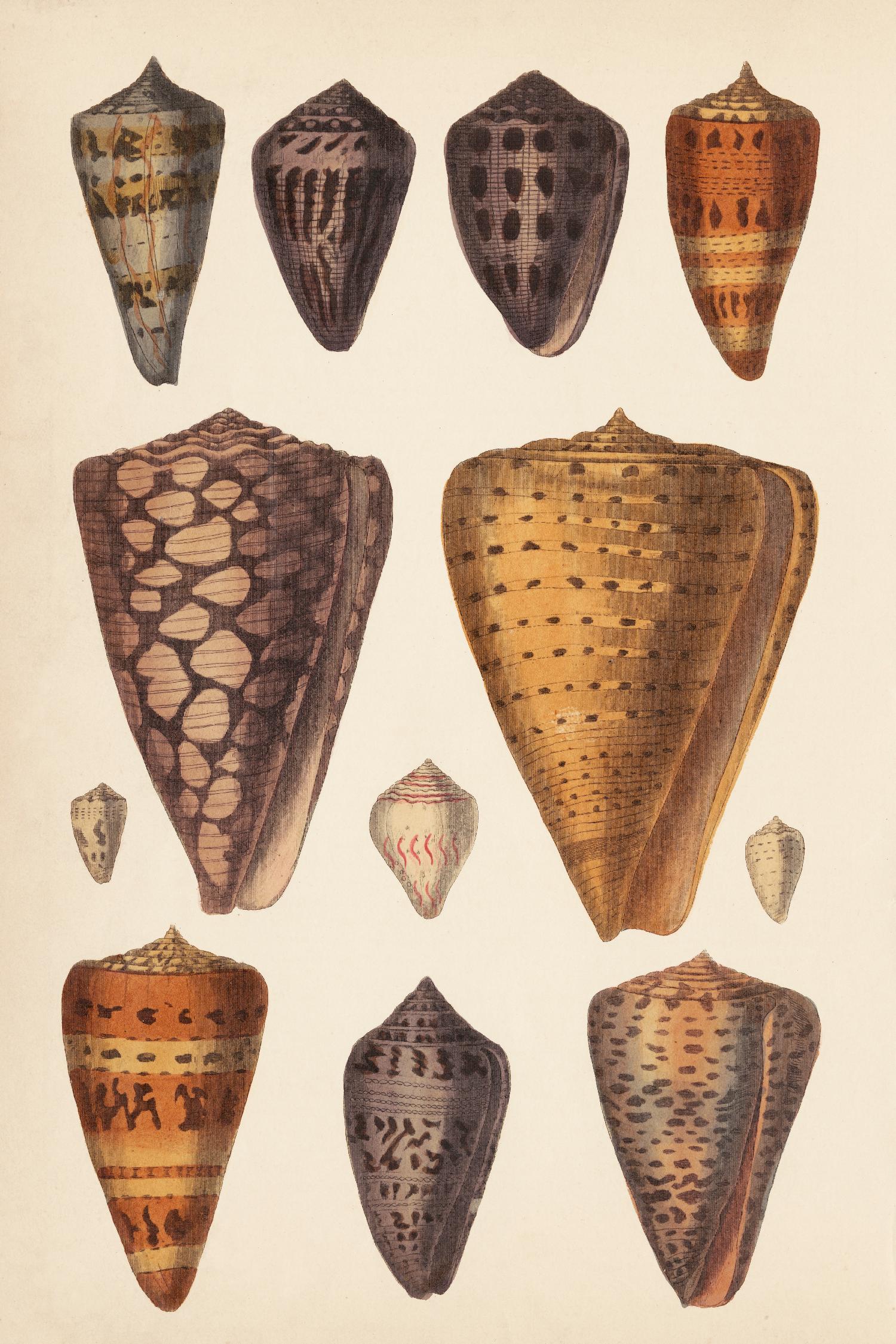 Antique Cone Shells I by Unknown on GIANT ART - orange beach