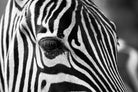 Zoomed Zebra by Pexels on GIANT ART - white animals