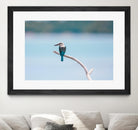 Bird on a branch by Pexels on GIANT ART - white animals