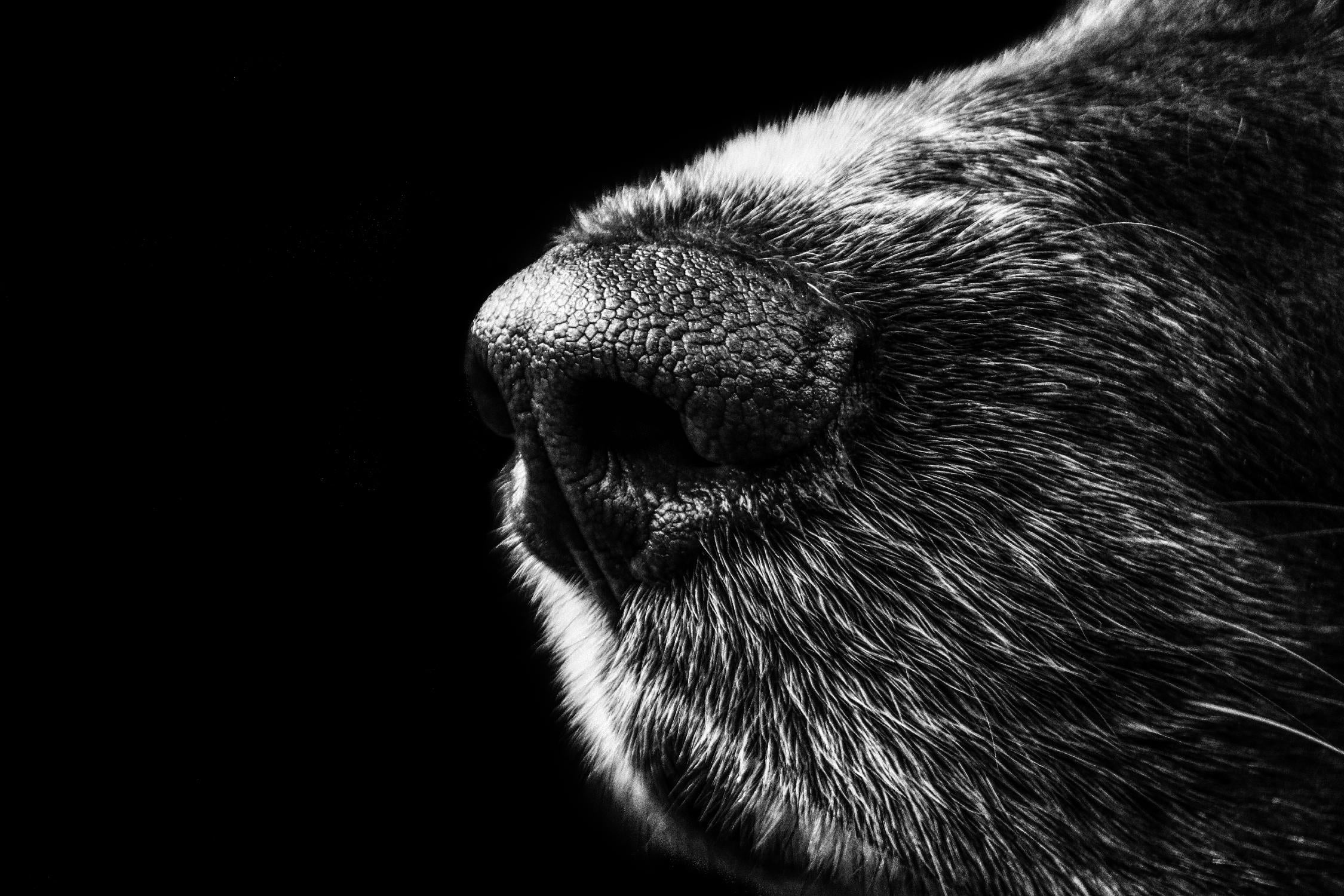 Dog nose by Pexels on GIANT ART - white animals