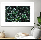 Colored leaves by Pexels on GIANT ART - white botany