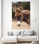 Donkey by Pexels on GIANT ART - white animals