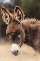 Donkey by Pexels on GIANT ART - white animals