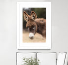 Donkey by Pexels on GIANT ART - white animals
