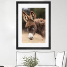 Donkey by Pexels on GIANT ART - white animals