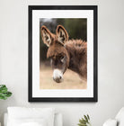 Donkey by Pexels on GIANT ART - white animals