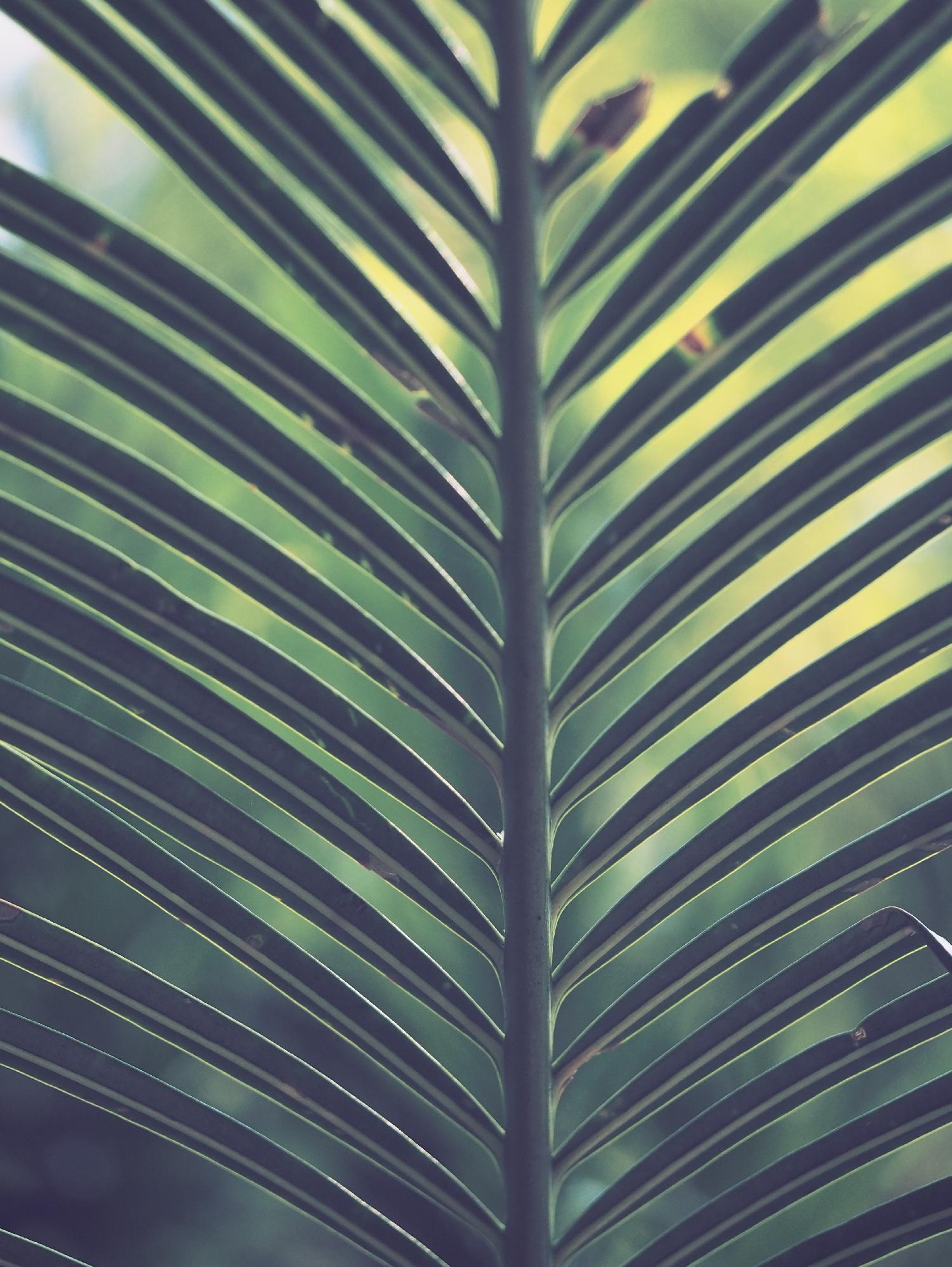 Leaf by Pexels on GIANT ART - yellow tropical